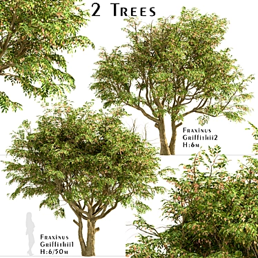 Evergreen Ash Trees Set (2 Trees) 3D model image 1 
