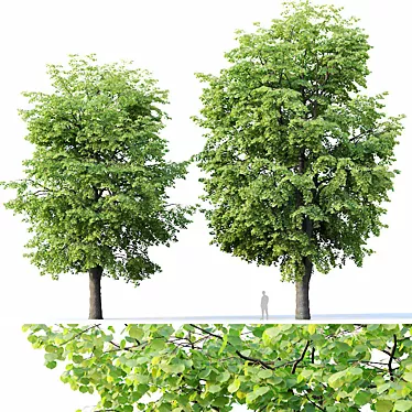 Tilia europaea # 10.H16,18m. Two adult trees