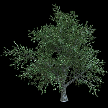 Elegant Cherry Blossom Tree 3D model image 1 