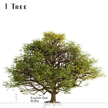 European English Oak Tree (1 Tree) 3D model image 1 