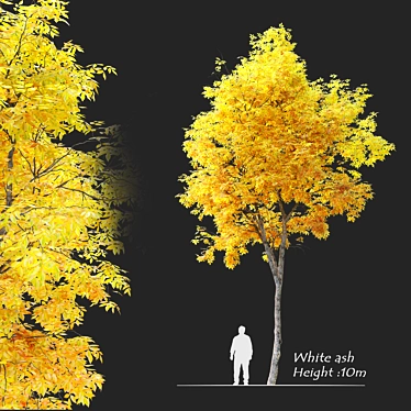 
"Autumn Splendor Ash Tree: 10m Height, Separated Trunk and Leaves, 752k+ Polys, Corona & 3D model image 1 