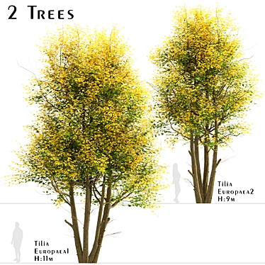 Common Lime Tree Set (2 Trees) 3D model image 1 
