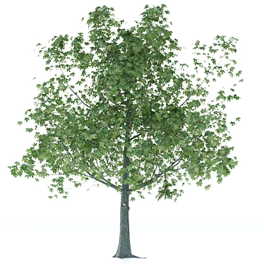 Elegant Maple Tree Sculpture 3D model image 1 