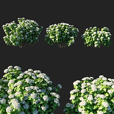 Viburnum Blossom 3D Model 3D model image 1 