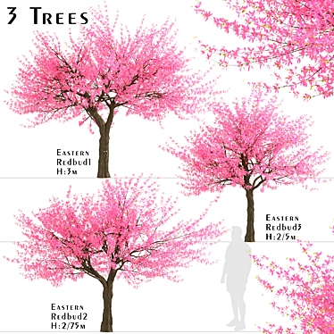 Thrive with Eastern Redbud Trees! 3D model image 1 