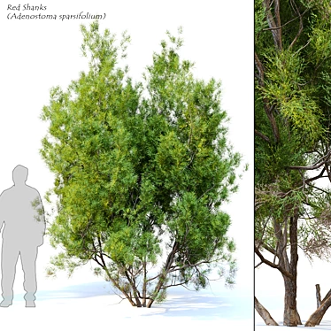 Adenostoma Sparsifolium: Red Shanks Tree 3D model image 1 