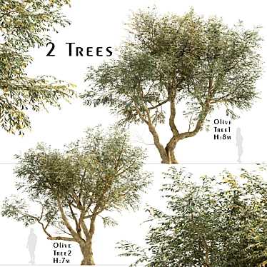 Mediterranean Bliss: Pair of Olive Trees 3D model image 1 
