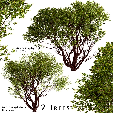 Arctostaphylos Tree Set: 2 Manzanita Trees 3D model image 1 