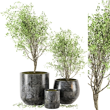Dark Concrete Pot Outdoor Plant Set 3D model image 1 