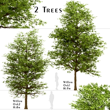 Willow Oak Trees - Autumn Beauty (2 Trees) 3D model image 1 
