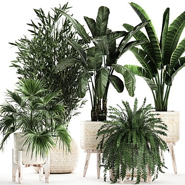 Exotic Plant Collection 791 3D model image 1 