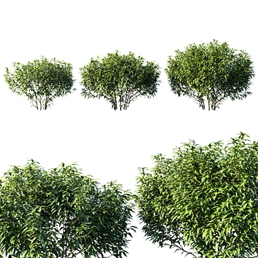 Sarcococca Hookeriana Tree: Elegant Botanical Beauty 3D model image 1 