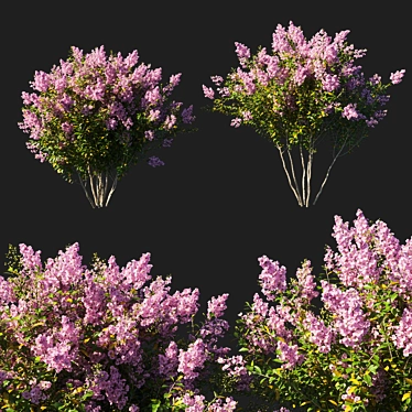 Exquisite Myrtle Lagerstroemia Indica 3D model image 1 