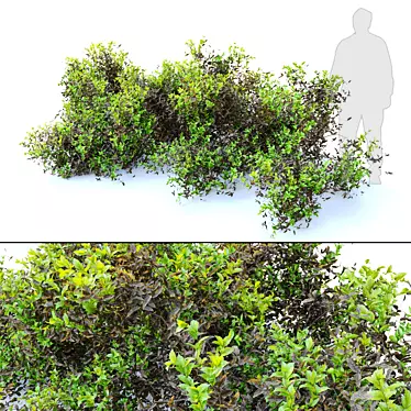 Lush and Durable Foliage Bush 3D model image 1 