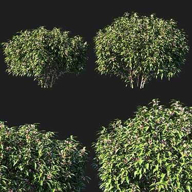 Sarcococca Hookeriana Tree: Elegant Indoor Plant 3D model image 1 