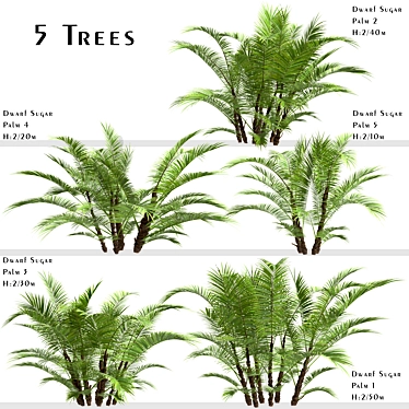 Dwarf Sugar Palm Set: Tropical Paradise (2 Trees) 3D model image 1 