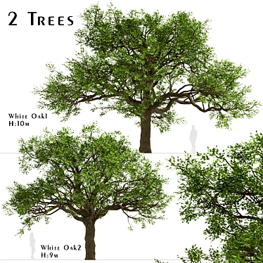  Majestic White Oak Trees (2 Pack) 3D model image 1 