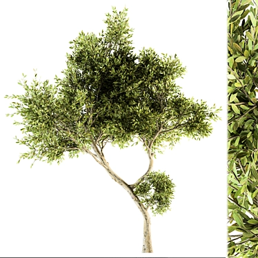 Maple Green Tree Set 29 3D model image 1 