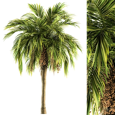 Green Palm Tree - Set 34 3D model image 1 