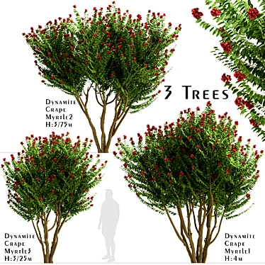 Dynamite Crepe Myrtle Trio: Burst of Color 3D model image 1 