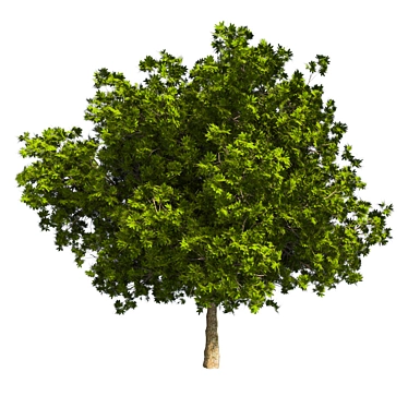 Optimized Bay Tree 4K Texture 3D model image 1 