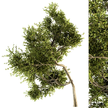 Maple Green Tree Kit 3D model image 1 