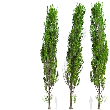 Fast-Growing Lombardy Poplar Trees 3D model image 1 