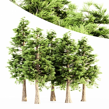  Majestic Western Red Cedar Tree 3D model image 1 