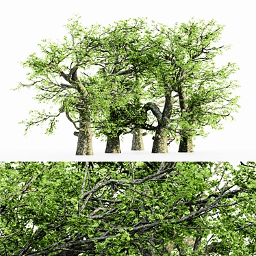  Majestic White Oak Tree - 7 Varieties 3D model image 1 