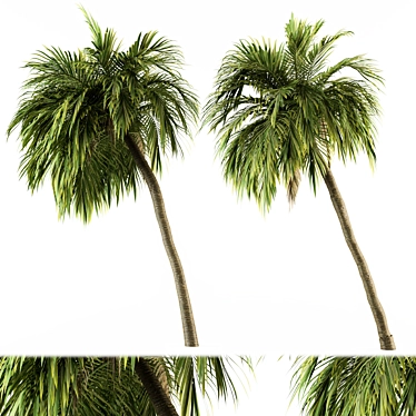 Tropical Bliss - Palm Tree Set 3D model image 1 