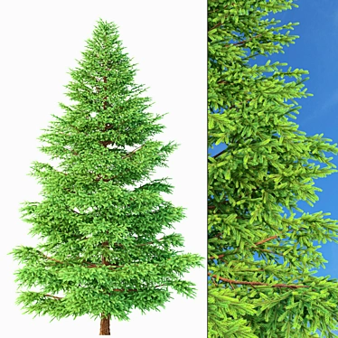 Realistic Red Spruce Tree - 3D Model 3D model image 1 