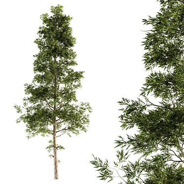 Evergreen Elegance - Pine Tree Set 3D model image 1 