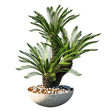 Cycas Revoluta Palm Planter Pot 3D model image 1 