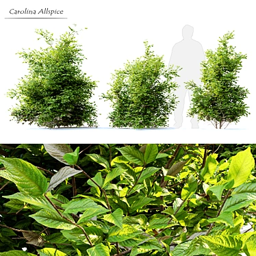 Carolina Allspice - Fragrant Shrub Set 3D model image 1 