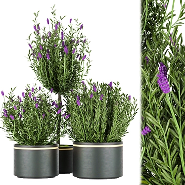 Premium Plant Collection Vol. 60 3D model image 1 