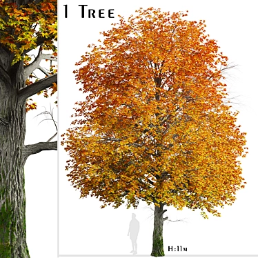 Gorgeous Norway Maple Tree: Vibrant Colors, Ideal for Landscaping 3D model image 1 