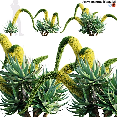 Agave attenuata - Fox tailail - 02 3D model image 1 