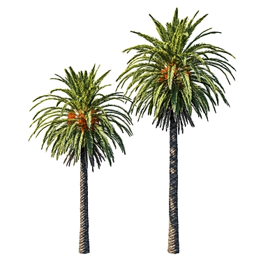 Exquisite Phoenix Palm Tree 3D model image 1 