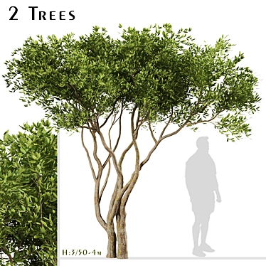 Evergreen Olives: Set of 2 Trees 3D model image 1 