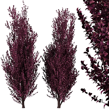 Crimson Pointe Plum Trees: Stunning Color and Columnar Form 3D model image 1 