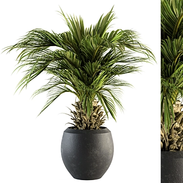 Tropical Palm Plant in Pot 3D model image 1 