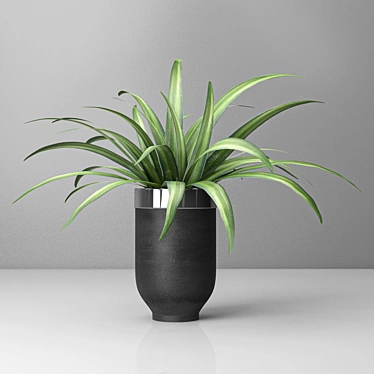 Versatile Spider Plant: Indoor & Outdoor 3D model image 1 