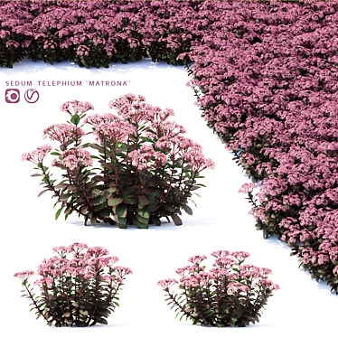 Matrona Sedum Telephium: Vibrant Sedum Flowers 3D model image 1 