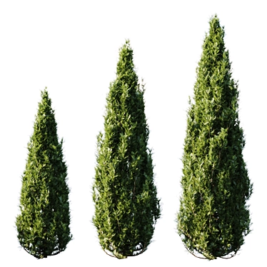 Tall Thuja Tree - Authentic and Stunning 3D model image 1 