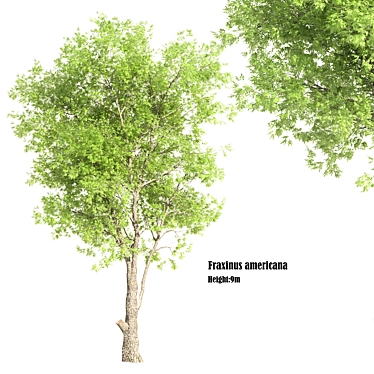 White Ash Tree: Height 9m 3D model image 1 