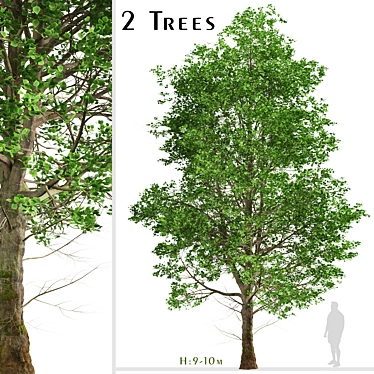 European Linden Trees: 2 Fragrant Beauties 3D model image 1 