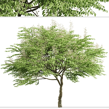 Japanese Angelica Tree Set (2 Trees) 3D model image 1 