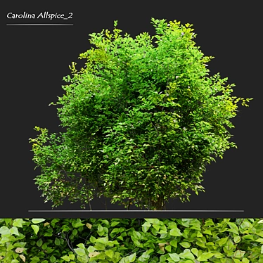 Carolina Allspice: 1.8m Height, Vray and Corona Material Libraries 3D model image 1 