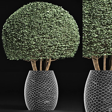 Exotic Houseplant Collection 3D model image 1 