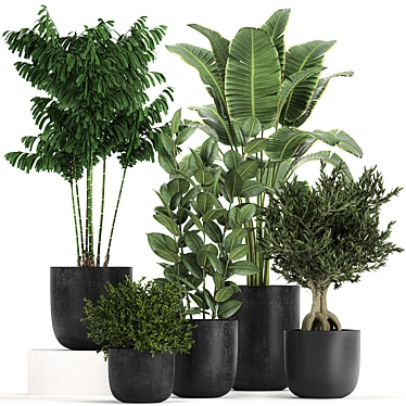 Tropical Plant Collection: Decorative Trees & Exotic Houseplants 3D model image 1 